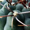 Gymnocalycium _ochoterenae _ssp.ochoterenae _GC11.02 _04